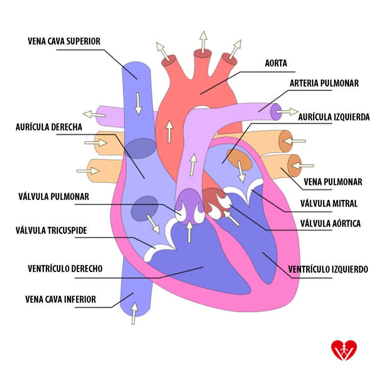 partes del corazón para entender su funcionamiento
