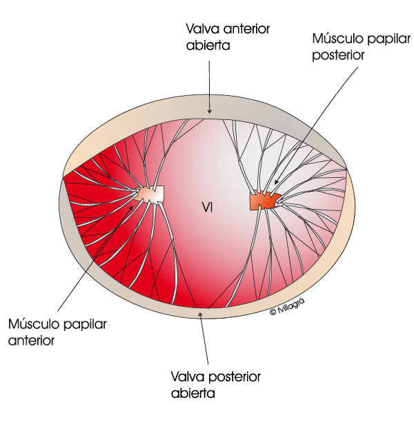 válvula mitral 